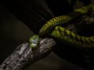 snake, animal, reptile-8282641.jpg