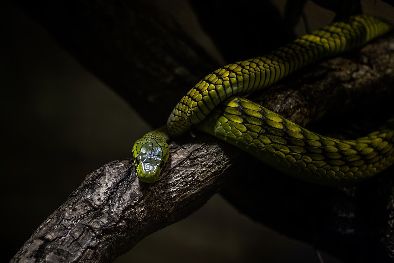 snake, animal, reptile-8282641.jpg